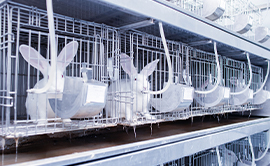 臨床前大動(dòng)物試驗(yàn)